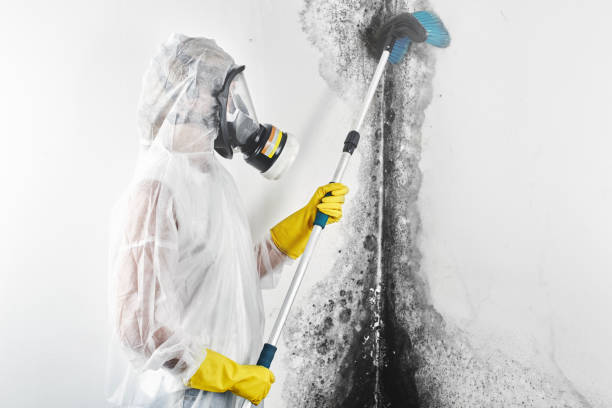 Asbestos and Lead Testing During Mold Inspection in Berwick, PA