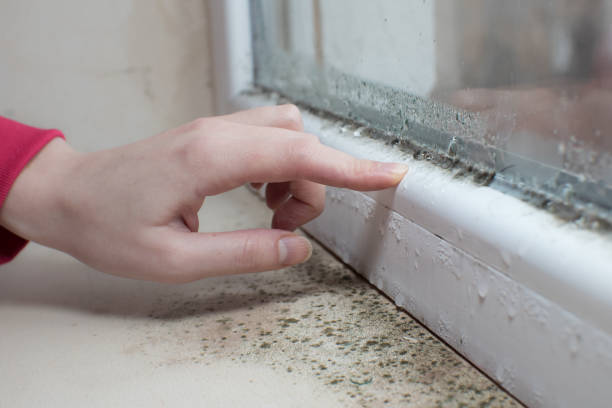 Best Emergency Mold Remediation  in Berwick, PA